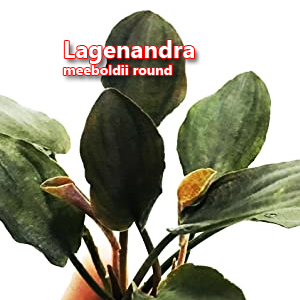 Lagenandra meeboldii round